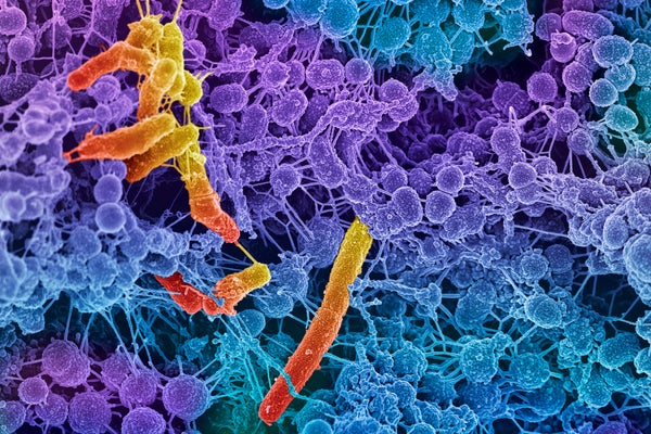 Oral bacteria. Coloured scanning electron micrograph (SEM) of mixed oral bacteria (Streptococcus, round) and bacilli bacteria, with the intercellular strands being eDNA (extracellular deoxyribonucleic acid)
