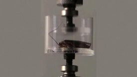 Robotic Roaches Can Squeeze into Small Spaces
