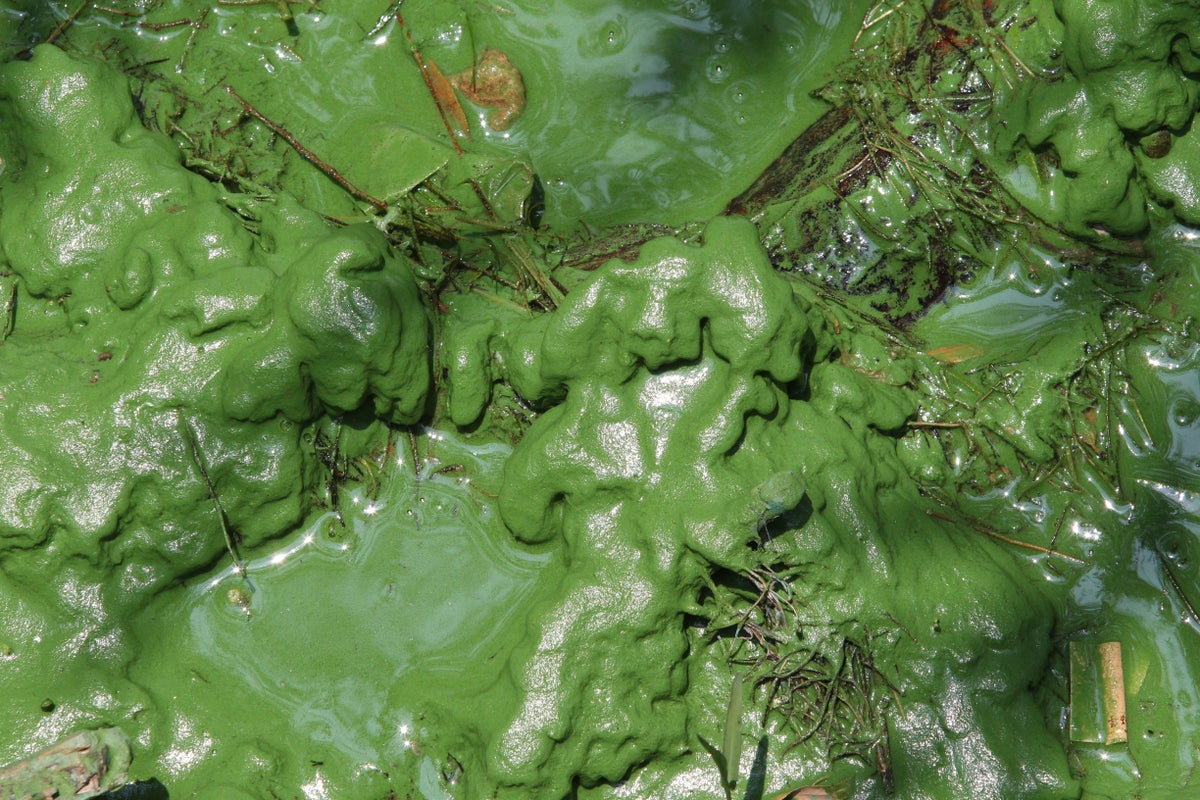 Oxygen S Secret Origin Biotic Or Abiotic You Won T Believe It - g98b4dv