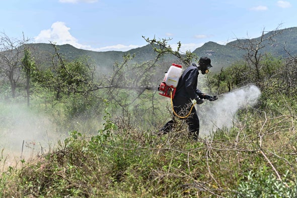 Desert Locust Swarms Continue to Spread in Africa, Middle East