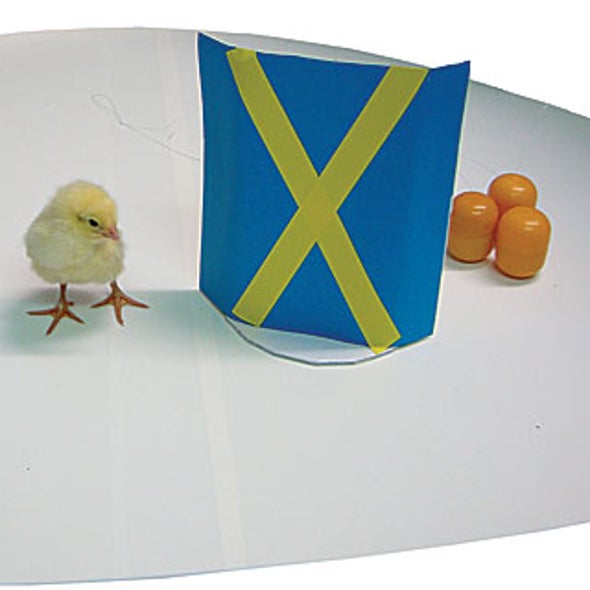More Animals Seem to Have Some Ability to Count - Scientific American More Animals Seem to Have Some Ability to Count - Scientific American