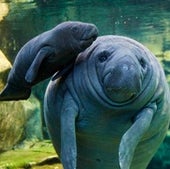 New mother Lolita--a West Indian manatee (Trichechus manatus)--with her two-day-old baby Kali'na at the Beauval Zoo in France.