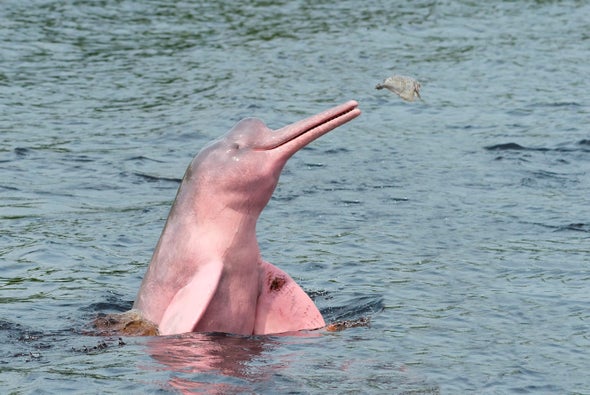Science Sound E Scapes Amazon Pink River Dolphins Scientific American