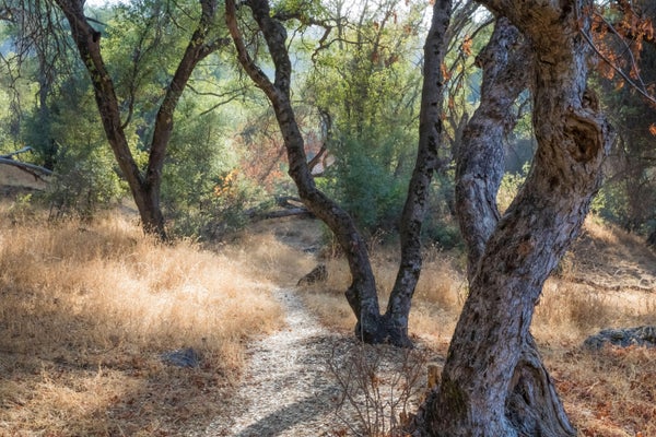 A path is visible through the gnarled trunks of oak trees and dry scrub grass on a mountainside