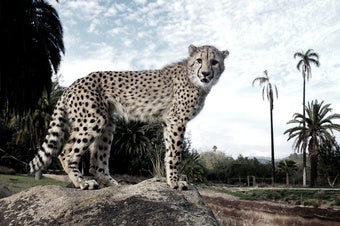Tinder for Cheetahs? Big Cats Are Attracted by Urine Smell
