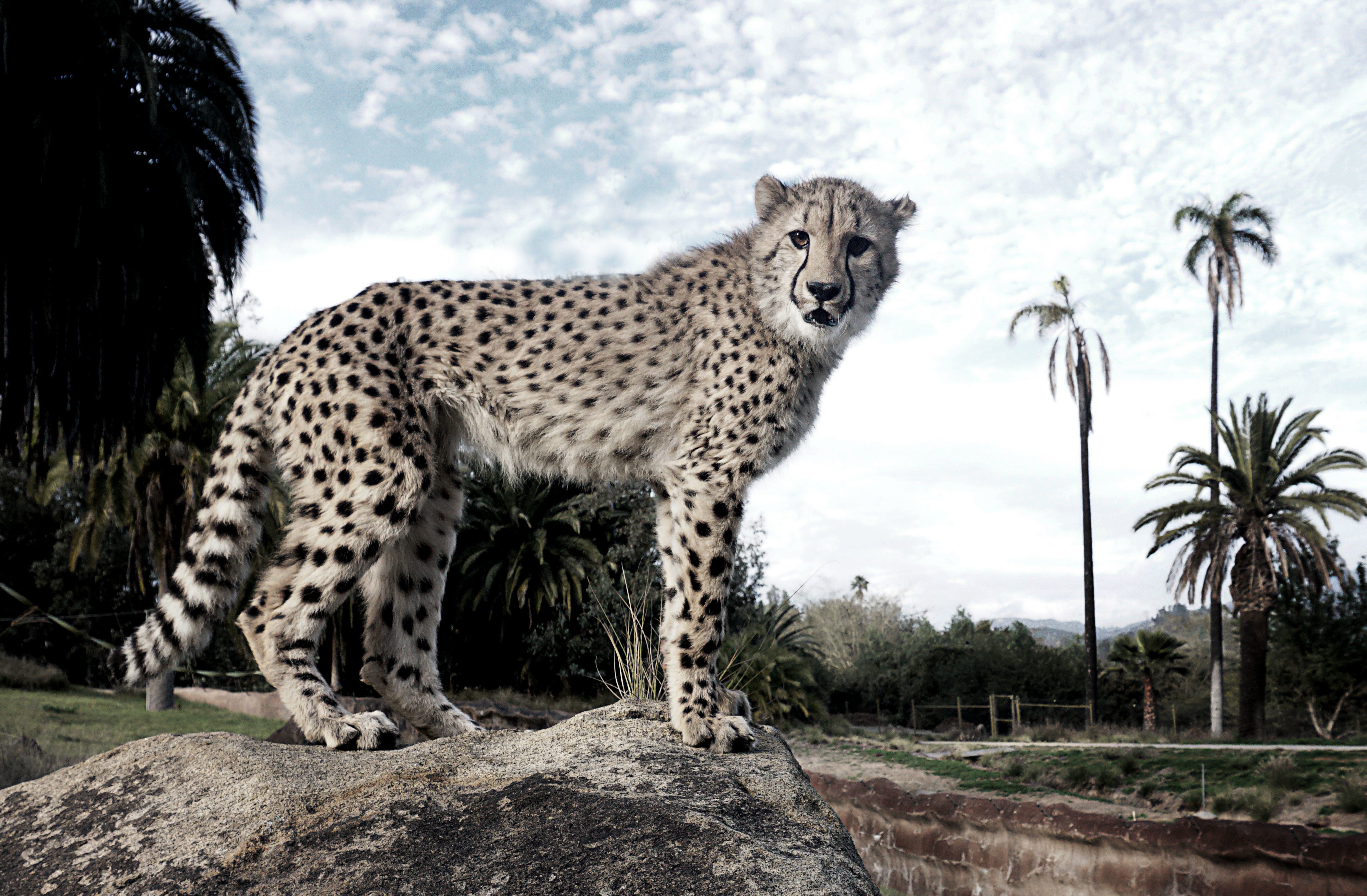 Tinder for Cheetahs? Big Cats Are Attracted by Urine Smell - Scientific  American