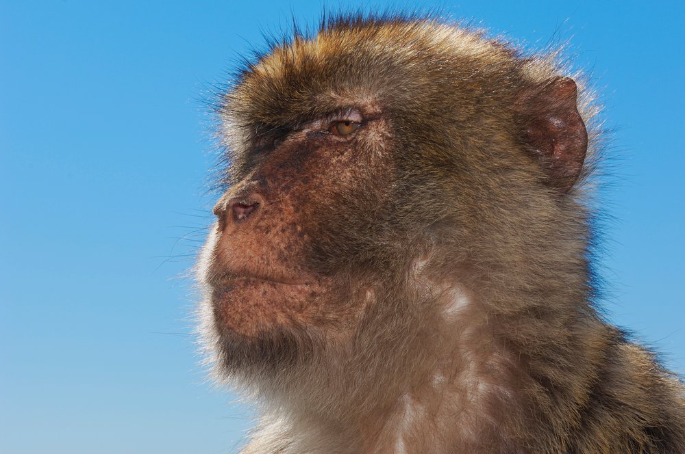 Grumpy Monkey Real Monkeys Turn into Grumpy Old Men, Too | Scientific American