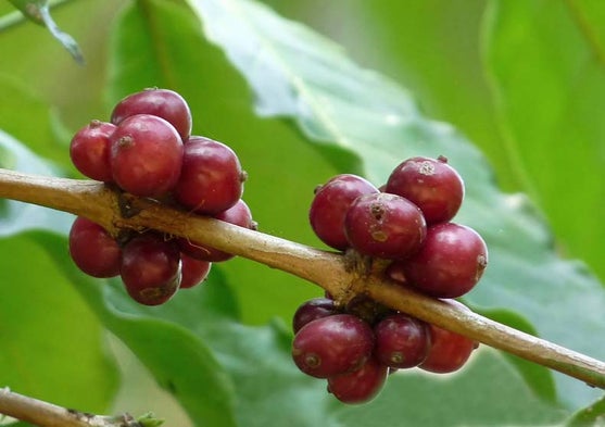 Coffee Crisis Spurs Hunt for Helpful Genes [Slide Show]