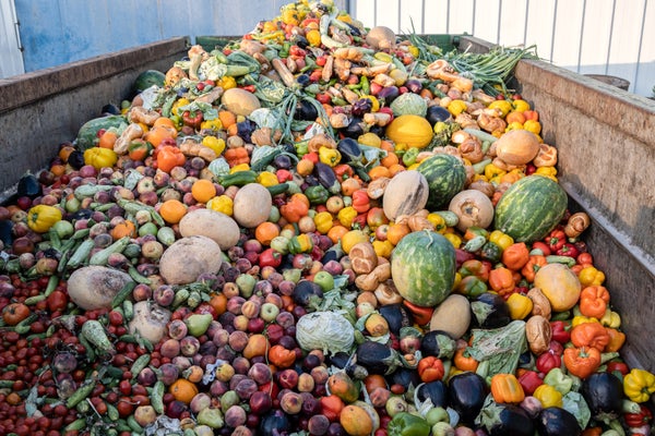 Expired vegetables and fruits in a huge rubbish bin