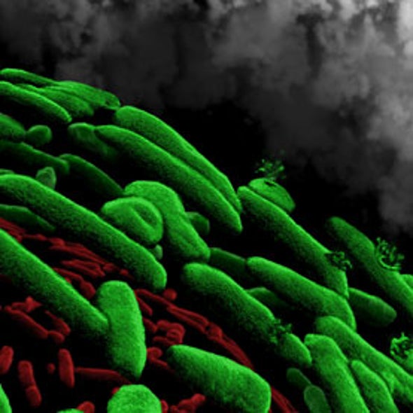 New Clues for Improving Antibiotics for Tolerant Bacteria
