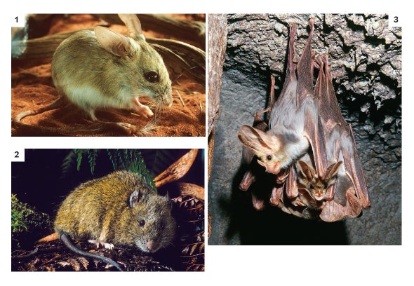 Ugly Critters Get No Love - Scientific American