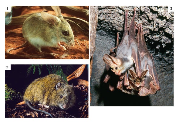 Ugly Critters Get No Love - Scientific American Ugly Critters Get No Love - Scientific American