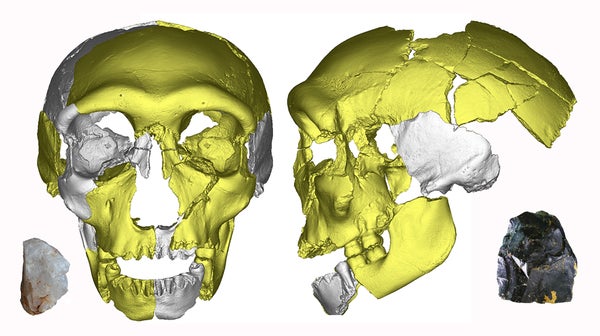 virtual reconstruction of the Hualongdong 6 human skull, with mirror-imaged portions in gray, plus two of the few stone tools from the site.