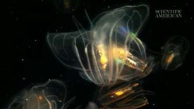 Jellies from Another World