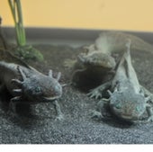 AXOLOTL