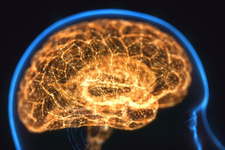 A computer rendering of the human brain.