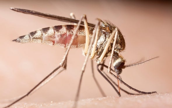 New Insecticide Makes Mosquitoes Pop