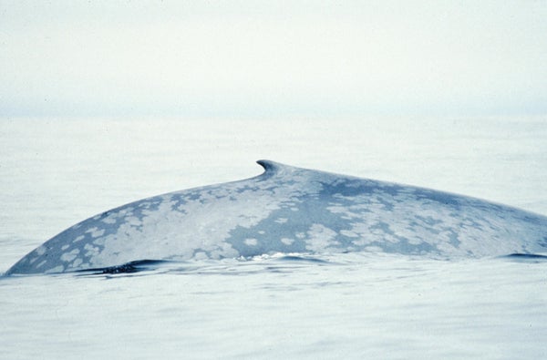 blue whale