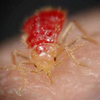 Flee, Dry and Die: Is a New Weapon in the Bedbug Battle Ready for Action?