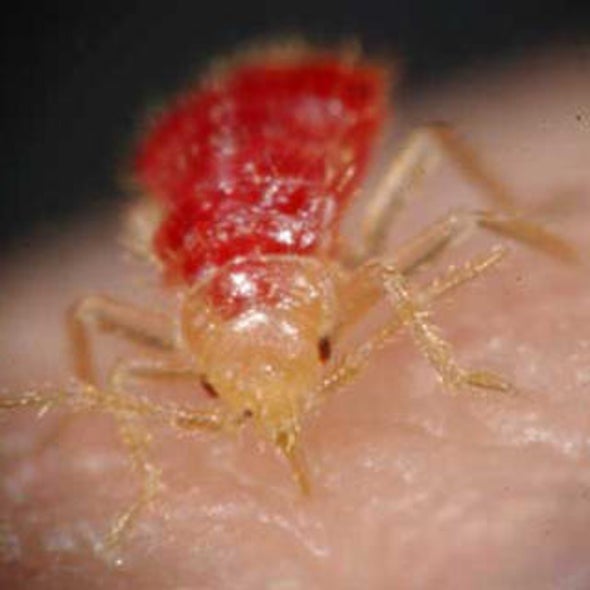 Flee, Dry and Die: Is a New Weapon in the Bedbug Battle Ready for Action?