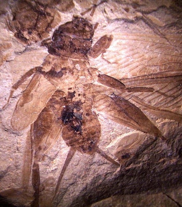 Auditory Organs in Insect Fossils Hint at Evolutionary Relationship between Predator and Prey