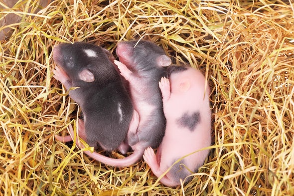 Healthy Baby Mice Produced from Mouse Mom's Skin Cells