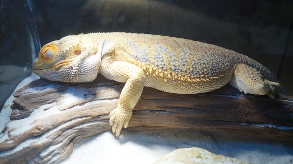 Slumber Party: Reptiles, like Us, Have REM Sleep and May Dream