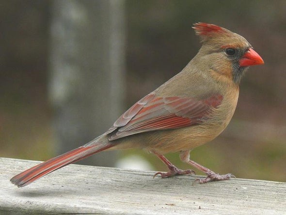 Cardinal Rule Female Birds Sing Too Scientific American