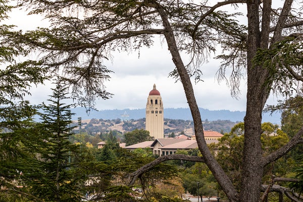 A tower on Stanford University campus is seen from a distance, framed by evergreen trees