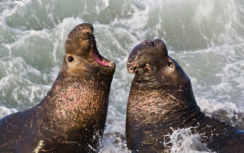 Bioluminescence Helps Prey Avoid Hungry Seals - Scientific American