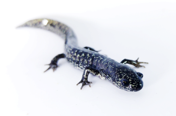 U.S. Salamanders Threatened by Deadly Fungus