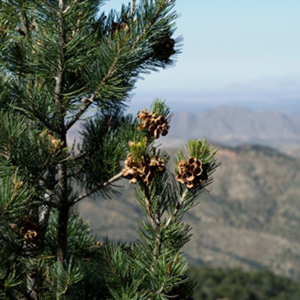 Global Warming May Leave U.S. Southwest Pining for Pinyons