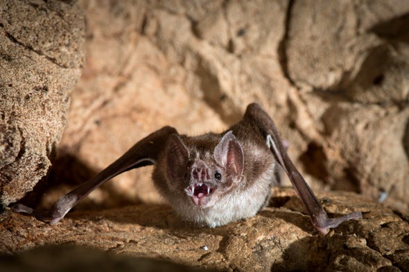 Lost Genes Explain Vampire Bats' Diet of Blood