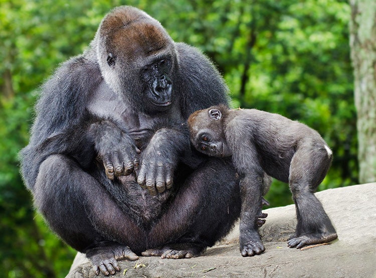 gorilla vs chimpanzee