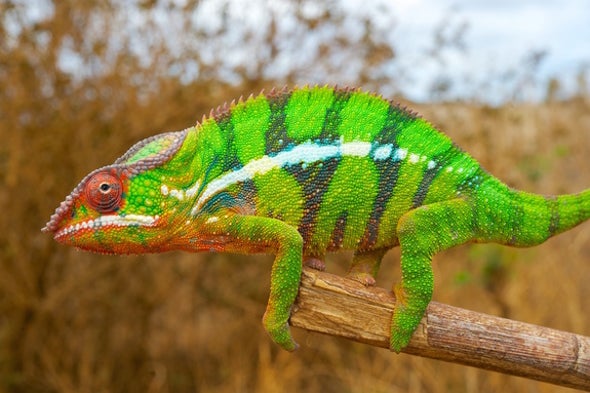 The Secret to Chameleons' Ability to Change Color - Scientific American