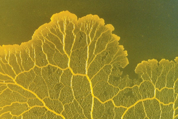Yellow physarum polycephalum.