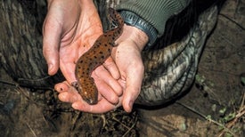 Junk DNA Deforms Salamander Bodies