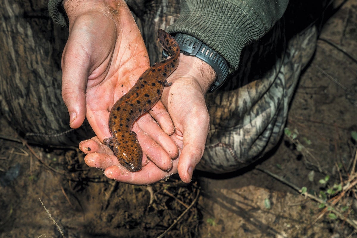 Ancient Cave Dwellers Swatted Fruit Flies, Too : Shots - Health