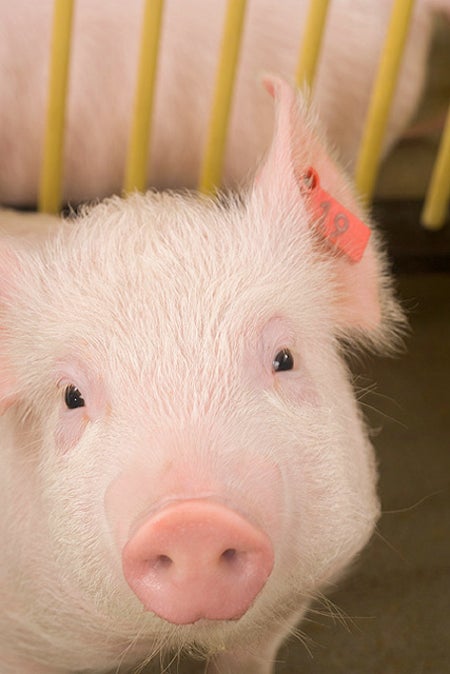 two-month old pig looks into the camera