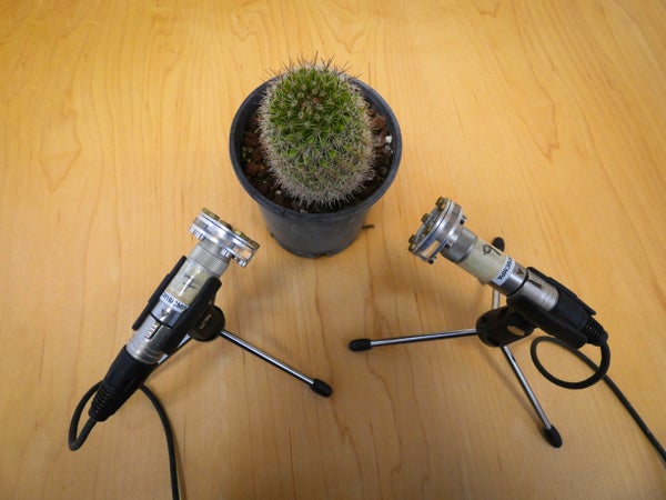 water-stressed or injured cactus with microphones