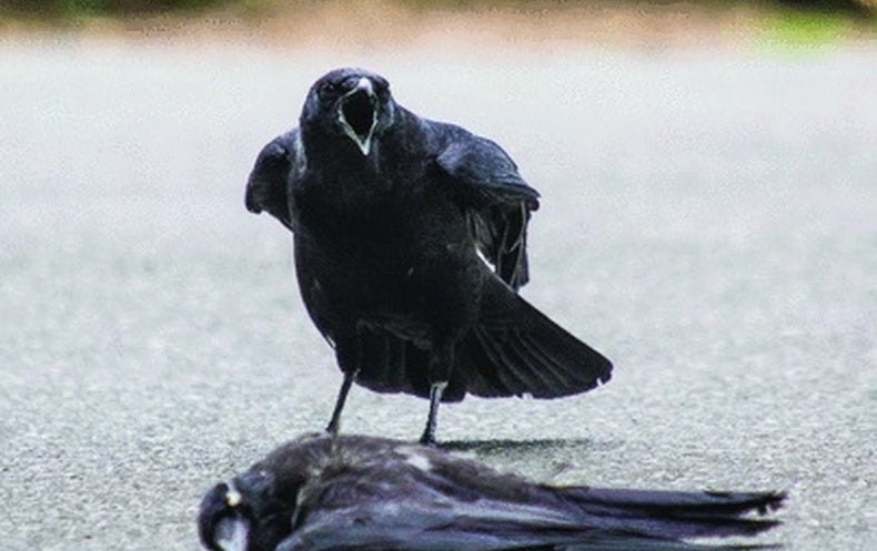 Some Crows Hit On Dead Companions Scientific American 