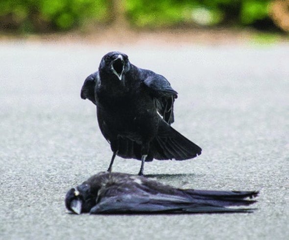 Some Crows Hit On Dead Companions