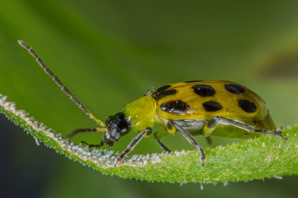 How Bacteria-Laden Poop Is Killing American Squash and Melons ...