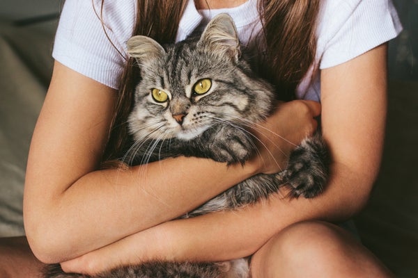 Domestic cat in the hands of a girl