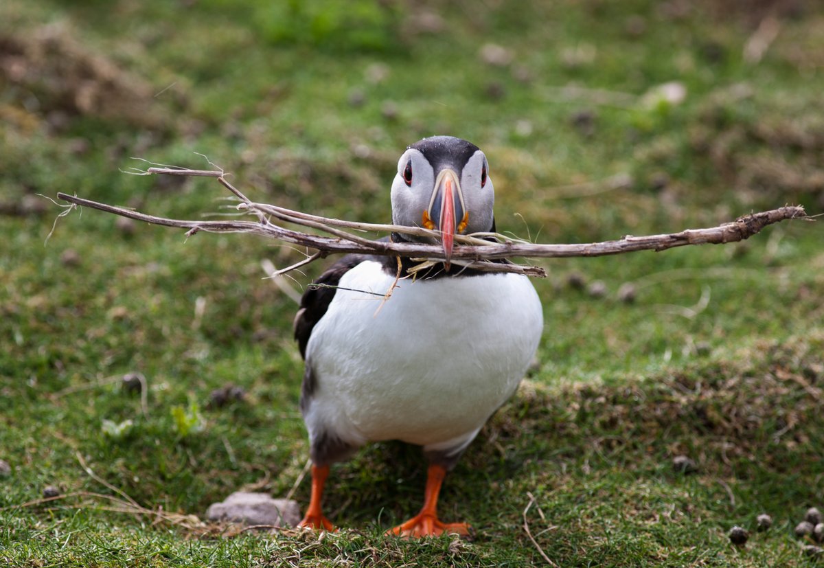 Puffins Using Sticks Atlantic Puffins Spotted Using Tools | Scientific American