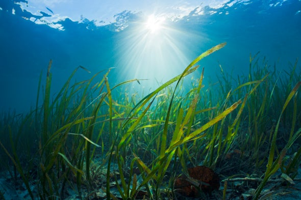Seagrass Forests Counteract Ocean Acidification