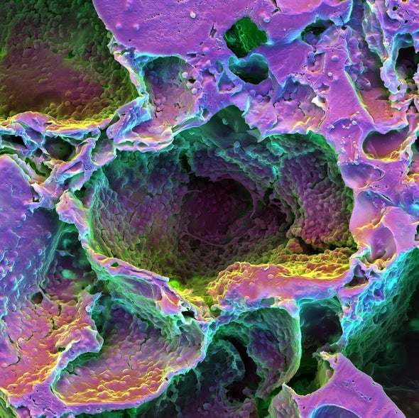 Laser Light Coaxes Damaged Rodent Tooth Repair