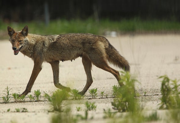 Urban Coyote Evolution Favors the Bold