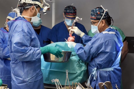 Surgeons holding a heart above a patient