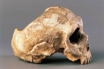Human Brain Gain: Computer Models Hint at Why We Bested Neandertals